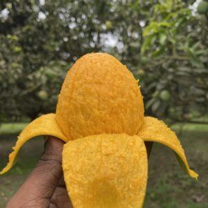 সাতক্ষীরার হিমসাগর আম 10 kg প্যাক